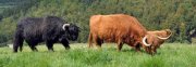 Rinder: Nutzungs- Anpassungs- und Fleischrassen